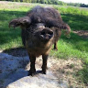 Meet your Posher, Karen